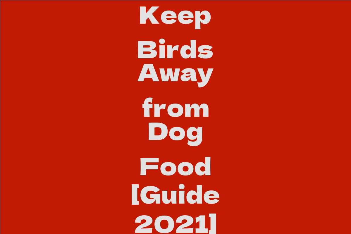 keep-birds-away-from-dog-food-guide-2021-aidwiki