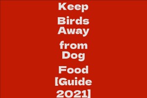 Keep Birds Away from Dog Food [Guide 2021]