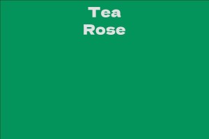 Tea Rose
