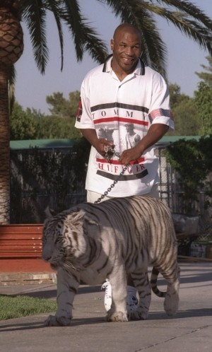 Tiger Tyson