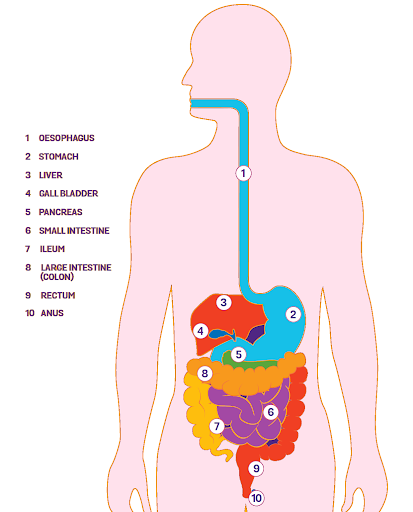 avoid-drinking-water-while-eating-liquids-with-meals-aidwiki